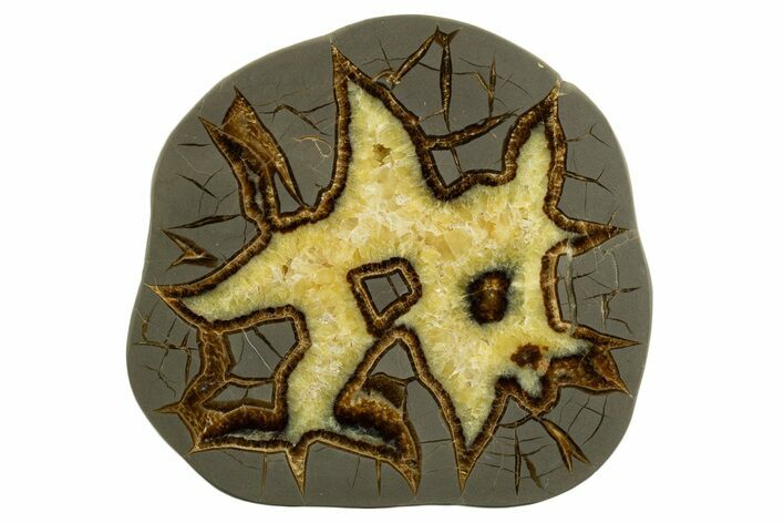 Polished Septarian Slab - Utah #338225